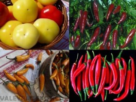 MAGYAR CSÍPŐS PAPRIKA VÁLOGATÁS 4 fajta - Akciós vetőmagok az Egzotikus Növények Stúdiója kínálatából